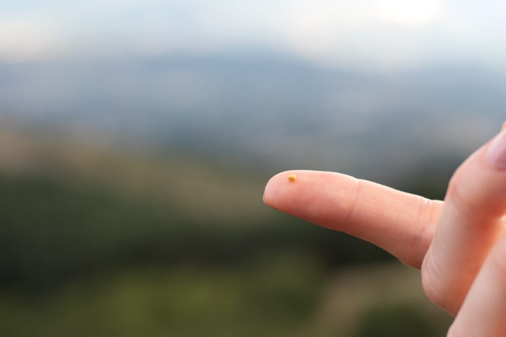 parable of the mustard seed